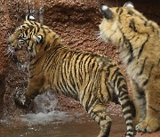 호랑이가 남자 신발 물고 '어슬렁'…파키스탄 동물원서 훼손된 시신 나왔다