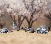 "도로는 인간의 것"…비둘기 치어 죽인 택시기사의 항변