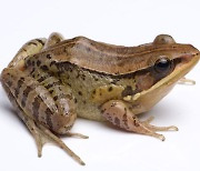 인도서 발견된 새 개구리종, 오리처럼 '꽥꽥' 운다
