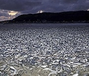 Japan Dead Sardines