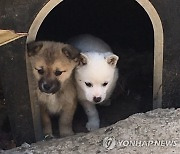 “강아지좀 조용히 키워주세요”…이 한마디에 야구 방망이 휘둘러