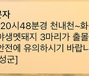 대구 달성군 천내천 부근서 "멧돼지 3마리 출몰" 신고