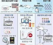 임상용 배아줄기세포에서 최고 수율 도파민 세포 생산 성공