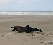 [포토] '조류독감 발병' 브라질 해안가에 놓인 쇠돌고래 시체