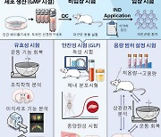 배아줄기세포 유래 '도파민 세포' 이용한 파킨슨병 세포치료제 나올까