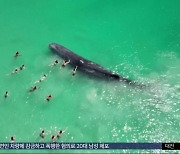 [이 시각 세계] 해변 가까이 접근한 고래‥사람들 접근해 만지기도