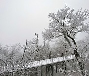 평창 발왕산 눈세상