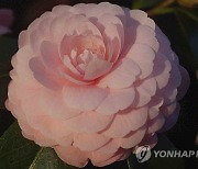 Gardening - Camellias