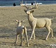 백사장에 나타난 루돌프 사슴