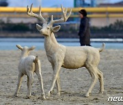 루돌프 사슴을 닮았네