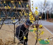 [포토] 역대급 기온상승에 봄꽃 개나리 개화