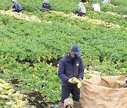 제주 월동무 수확 개시