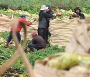 제주 월동무 수확 개시