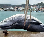 부산 기장 앞바다서 길이 11m 참고래 사체 발견