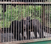 ‘사육 곰’ 이제는 행복하게…4마리 제주 생태공원으로