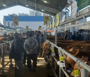 구미시, 럼피스킨으로 폐쇄한 선산 가축시장 재개장