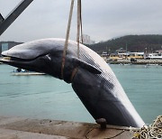 부산서 길이 11ｍ 참고래 사체 발견…"어장 그물에 걸려"