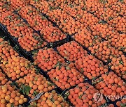 YEMEN AGRICULTURE ORANGES