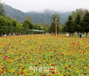 봄·가을 자라섬 꽃축제에 가평군 직·간접 경제효과 242억원