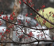 [오늘의 날씨] 부산·경남(15일, 금)…강풍 동반 최대 80㎜ 많은 비