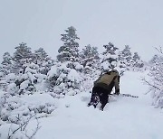 뚝 떨어진 기온...얼음 무게에 줄줄이 쓰러진 나무