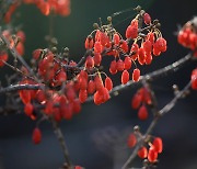 [포토친구] 산수유 열매