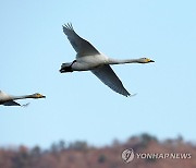 전국에 겨울철새 136만마리…작년 동기 대비 13% 감소