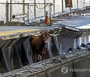 美서 뉴욕행 기찻길에 등장한 황소…45분간 열차 운행 지연