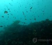 제주 바다 평화롭게 유영하는 멸종위기 푸른바다거북 확인