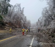 나무 수십 그루 도로 위로 '뚝'