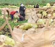 겨울채소 산지 가격 그대로 판매…제주 15개 하나로마트서