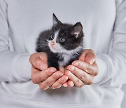 “고양이 키울 때 주의!"...기생충이 조현증과 치매 일으킨다?