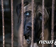 개싸움 말리다 중상·산책 중 맹견 습격 사망…경기, 개물림사고 3년간 24건