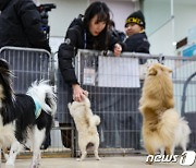 '서울시 유기동물 만남의 날'