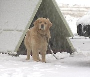 [날씨] 북극한파 속 서쪽 눈...내일 추위 절정, 서울 -12℃