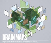 [표지로 읽는 과학] '포유류 최초' 생쥐의 뇌세포 지도 완성