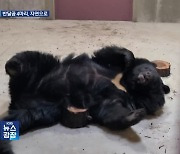 ‘관람용’ 반달가슴곰 4마리…제주 자연 속으로