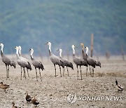 순천만 흑두루미, 7천800마리 월동…고흥·보성·광양도 서식