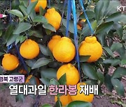 높아지는 기온 '아열대 작물' 재배 확산