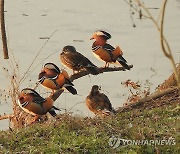 안양천을 찾은 겨울 철새 원앙