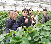 딸기 체험, 경기 광주시로 오세요...'수수락 딸기' 수확 체험 시작