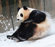 Giant panda Fu Bao rolls around in Korea's winter wonderland