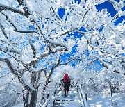 파란 하늘 수놓은 하얀 순록 뿔… 雪雪 걸어서 순백의 나라로