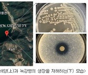 국립낙동강생물자원관, 식용곤충 굼벵이의 질병방제와 효능을 높이는 담수 세균 발견