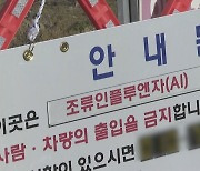 전북 익산 산란계 농장도 고병원성 AI 확진