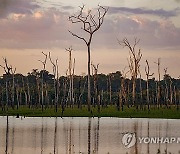 Brazil Cattle Deforestation Prosecution