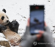 푸바오 '예쁘게 찍어주세요'