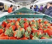 전북 임실군청 딸기 공선사업 출범식