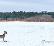 제주 토요일까지 강추위에 많은 눈…산지 최대 70㎝ 이상