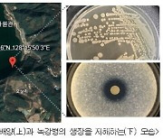 ‘낙동강 담수세균’ 톱밥에 넣으니… 굼벵이 녹강병 방제